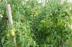 Plants de tomates,  début août 2012.