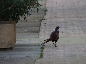 Via Guglielmi : déambulation paisible d'un faisan, un spectacle quotidien !