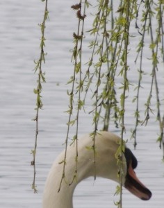 Sembra che dobbiamo calare il sipario sul capitolo " I cigni all'Isola Maggiore" !