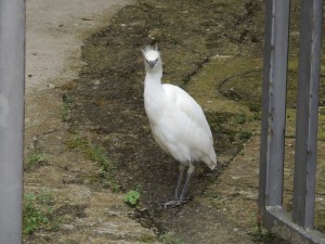 Arrivée à la fin d'une petit passage entre deux maison de l'Isola Maggiore, une jeune aigrette hésite un bref instant à l'entrée de la via Guglielmi.