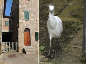 Débouchant d'une petite ruelle entre deux maisons, la jeune aigrette s'engage sans hésiter dans la via Guglielmi.