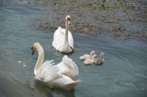 Una nuova "famiglia"...