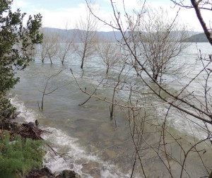 Au lungolago de l' Isola Maggiore, de nombreux arbres se retrouvent désormais dans les eaux du lac Trasimène   -   4 avril 2013.