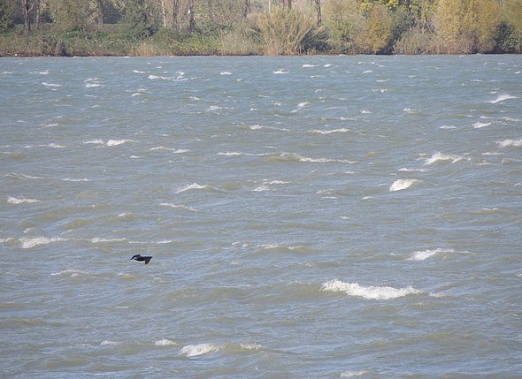 Un vent très violent anime le lac Trasimène de vagues incessantes, courtes, écumeuses -   11/11/2013, fin de matinée.
