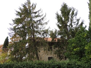 Un sapin partiellement déraciné dans le jardin de notre voisin.