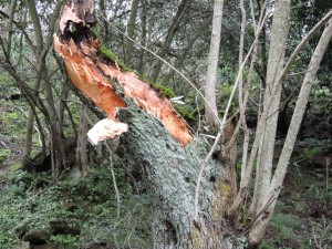 Une rupture nette et sans bavure là où la branche a été arrachée.