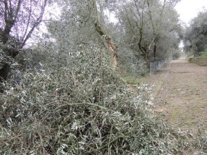 Une grosse branche d'olivier tombée au pied de la strada di San Michelle Arcangelo.