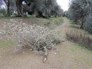 Une branche tombée au milieu du chemin.