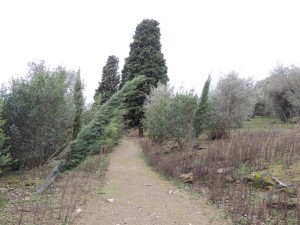 Déracinement partiel et inclinaison périlleuse de nombreux jeunes pins replantés dans les dernières années.