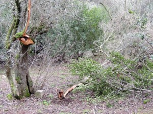 Et les désormais habituels arrachages de branches.