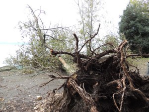 Un arbre majestueux de l' "Approdo "  de San Francesco déraciné sous la violence du vent.