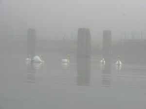 Et guère de navigateurs hardis sur le Trasimène ce jour-là, les cygnes eux-mêmes ne quittant guère l'abri de la rive et du pontile.