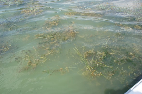 En naviguant sur le lac Trasimène, nous sommes entourés en surface d'une multitude d'entassement d'algues.