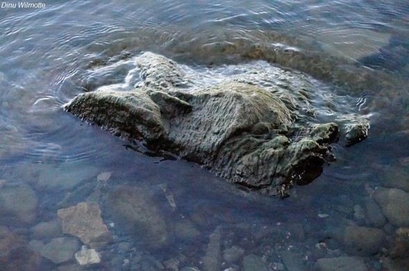 Petit rocher couvert d'algues sur fond pierreux du Trasimène.