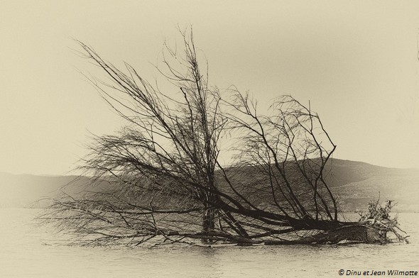 A la grande tristesse de tous les isolani, l’arbre emblématique à l’extrémité de la pointe nord de l’Isola Maggiore a été terrassé par la dernière tempête.