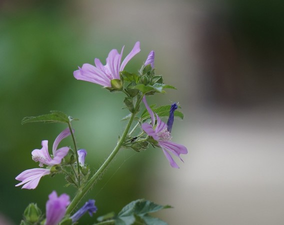 Fleur de notre jardin.Bel effet  "Bokeh". © Dinu Wilmotte