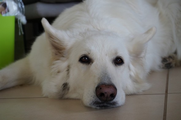 Aïka, notre chienne.Un berger suisse blanc. © Dinu Wilmotte