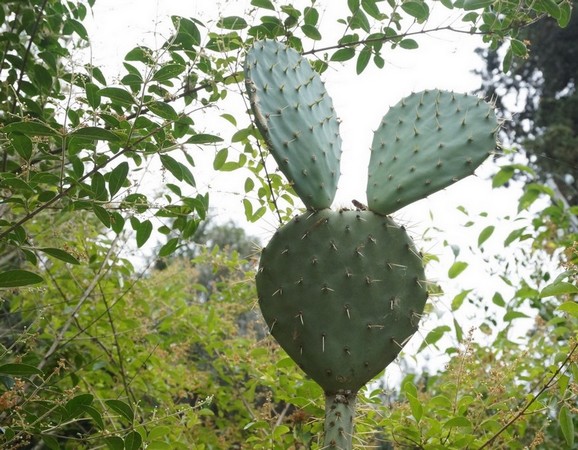 Pour finir, une note humoristique. Silhouette de tête de lapin d'un des cactus à l'entrée de la maison. © Dinu Wilmotte