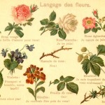 Cliquez sur la vignette pour obtenir l’agrandissement maximal.