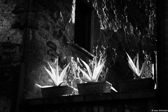 Cactus au-dessus d'un portail.