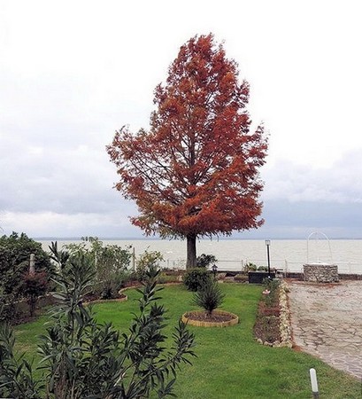 Dans sa parure d'automne, un des pins du Mississippi (?) à l'extrémité de notre jardin à l'Isola Maggiore.5/11/2012.