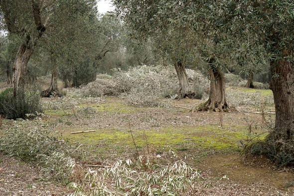 Partie de l'oliveraie située sur la cime de l'Isola Maggiore.L'équipe des "isolani" a terminé la récolte des olives.Les branches à terre résultent de la taille des arbres destinée à aérer les arbres et à laisser passer la lumière.