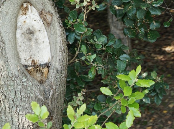 Ne vous en faites pas !La Nature n'est pas vraiment blessée.t elle nous offrira encore d'autres facettes de sa beauté...